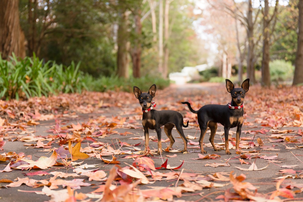 central coast dog photographer